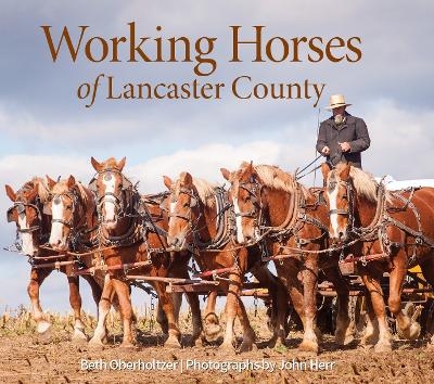 Working Horses of Lancaster County - Beth Oberholtzer