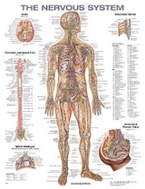 The Nervous System Anatomical Chart - 