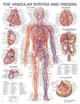The Vascular System and Viscera Anatomical Chart - 