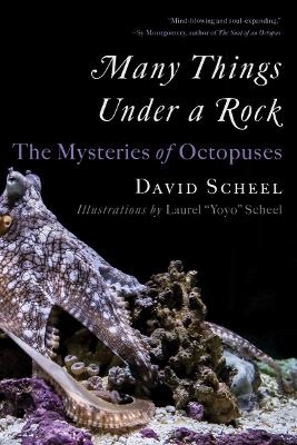 Many Things Under a Rock - David Scheel