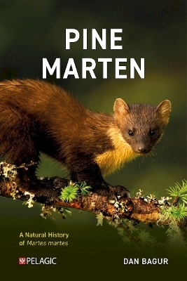 Pine Marten - Dan Bagur