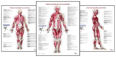 Trail Guide to the Body's Muscles of the Human Body Posters: Set of 3 - Andrew Biel