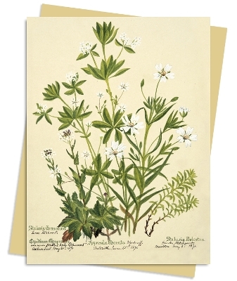 RBGE: Charlotte Cowan Pearson: Stitchworts, Woodruff and Pepperwort Greeting Card Pack - 