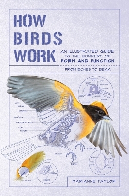 How Birds Work - Marianne Taylor