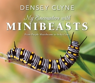 My Encounters with Minibeasts - Densey Clyne