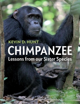 Chimpanzee - Kevin D. Hunt