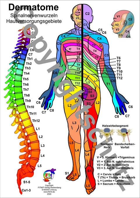 Dermatome - Spinalnervenwurzeln Hautversorgungsgebiete - Tanja Aeckersberg