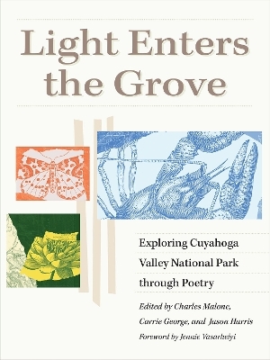 Light Enters the Grove - 