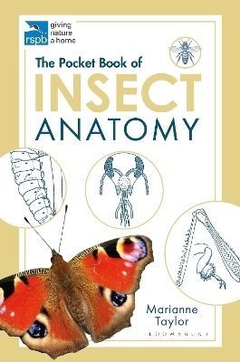 The Pocket Book of Insect Anatomy - Marianne Taylor