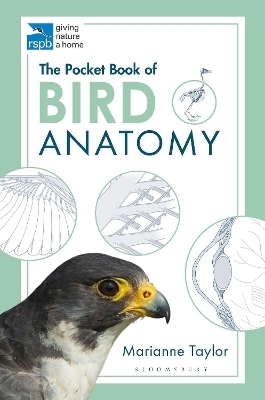 The Pocket Book of Bird Anatomy - Marianne Taylor
