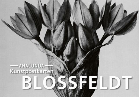 Postkarten-Set Blossfeldt - Karl Blossfeldt