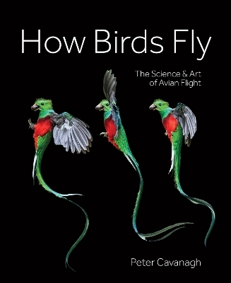 How Birds Fly - Peter Cavanagh