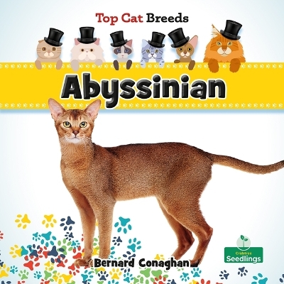 Abyssinian - Bernard Conaghan