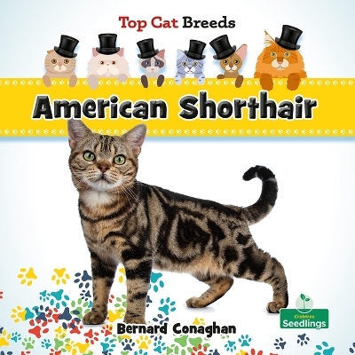 American Shorthair - Bernard Conaghan