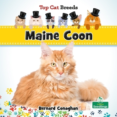 Maine Coon - Bernard Conaghan