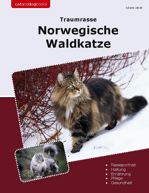 Traumrasse Norwegische Waldkatze - Juliane Jakob