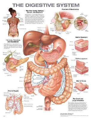 The Digestive System Anatomical Chart -  Anatomical Chart Company