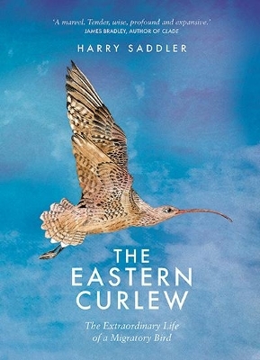 The Eastern Curlew - Harry Saddler