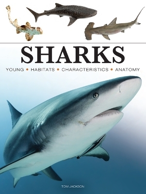 Sharks & Underwater Predators - Tom Jackson