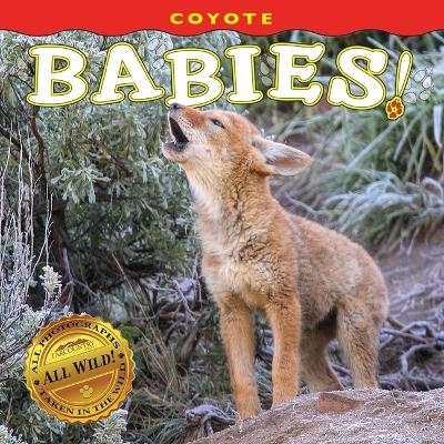 Coyote Babies! -  Farcountry Press