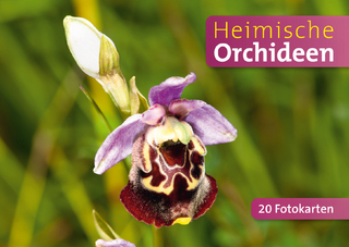 Heimische Orchideen - 