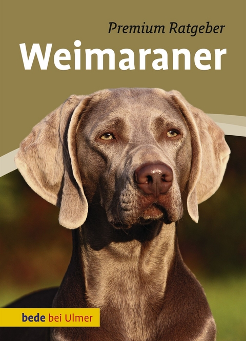 Weimaraner - Annette Schmitt