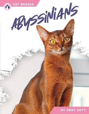 Abyssinians - Abby Doty