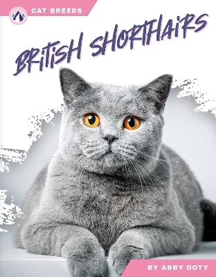 British Shorthairs - Abby Doty