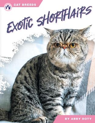 Exotic Shorthairs - Abby Doty