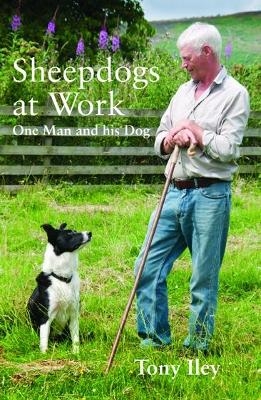 Sheepdogs at Work - Tony Iley