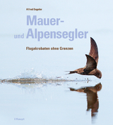 Mauer- und Alpensegler - Alfred Engeler