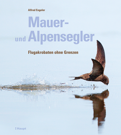 Mauer- und Alpensegler - Alfred Engeler