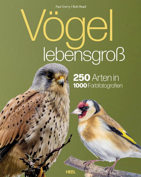 Vögel lebensgroß - Paul Sterry, Bob Read