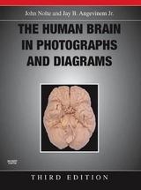 The Human Brain in Photographs and Diagrams - Nolte, John; Angevine, Jay B.