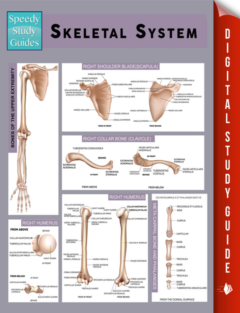 Skeletal System (Speedy Study Guides) -  Speedy Publishing