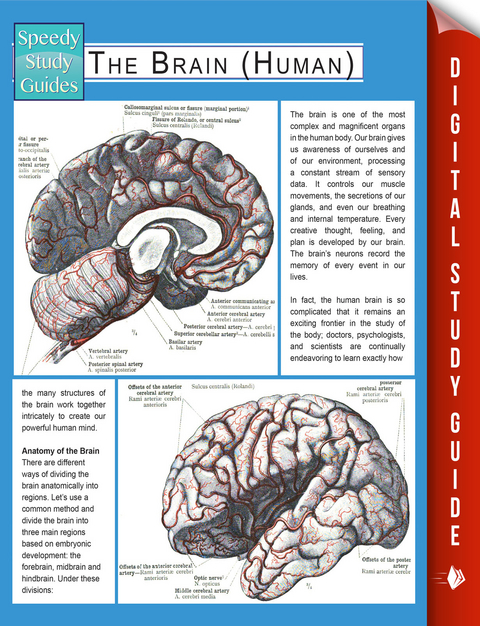 The Brain (Human) (Speedy Study Guides) - Speedy Publishing