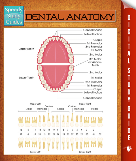 Dental Anatomy -  Speedy Publishing
