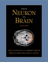 From Neuron to Brain - Nicholls, John G.; Fuchs, Paul A.; Martin, A.Robert; Wallace, Bruce G.