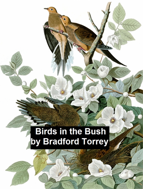 Birds in the Bush -  Bradford Torrey
