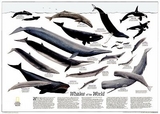 Whales Of The World Flat - Maps, National Geographic