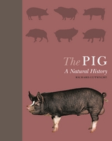 Pig -  Richard Lutwyche