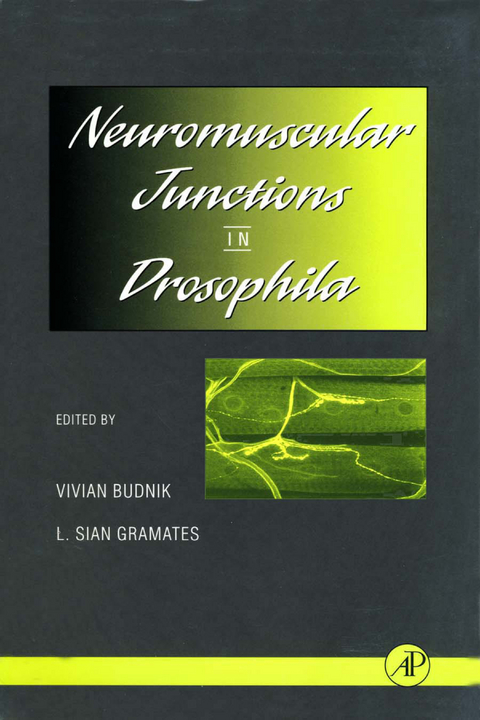 Neuromuscular Junctions in Drosophila - 