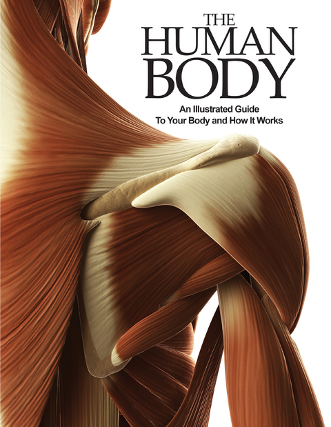 Human Body - 