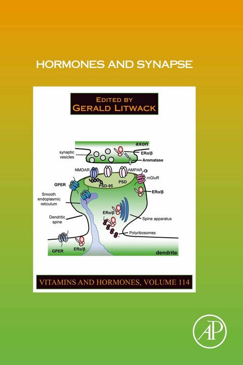 Hormones and Synapse - 