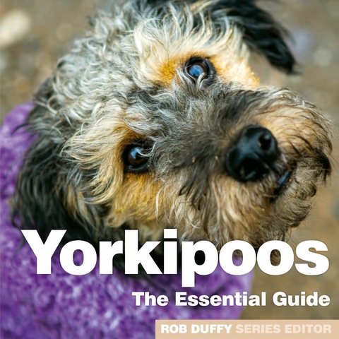 Yorkipoos - 