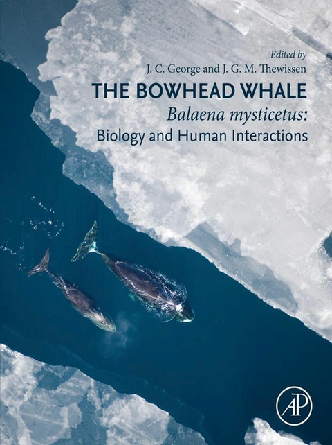 Bowhead Whale - 