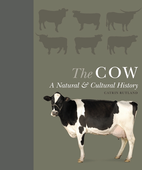 Cow -  Catrin Rutland