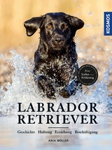 Labrador Retriever - Anja Möller