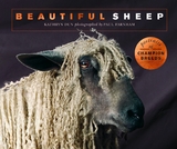 Beautiful Sheep -  Kathryn Dun