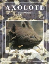 Axolotl - Joachim Wistuba
